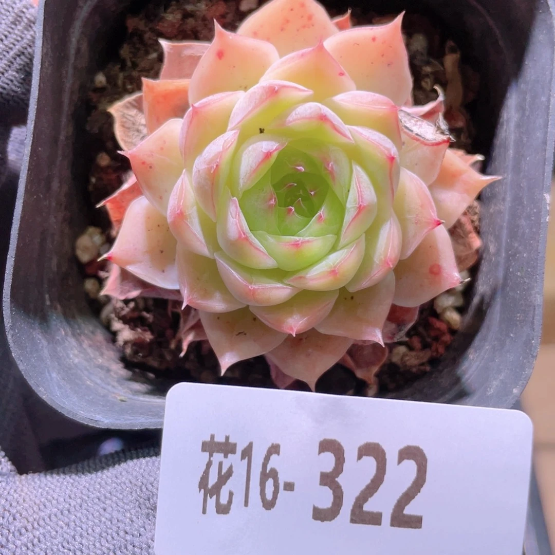 花利美16-322云梦仙子