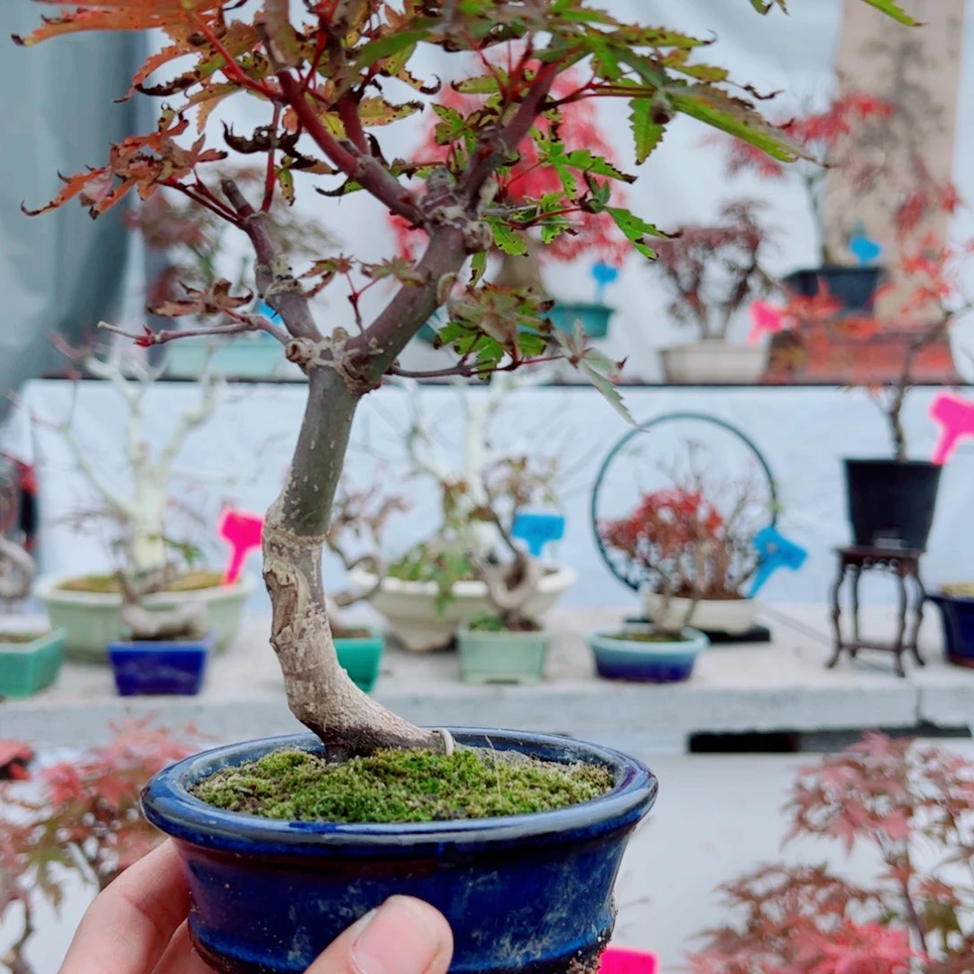 探***者无花朵枫树枫树枫树枫树枫树