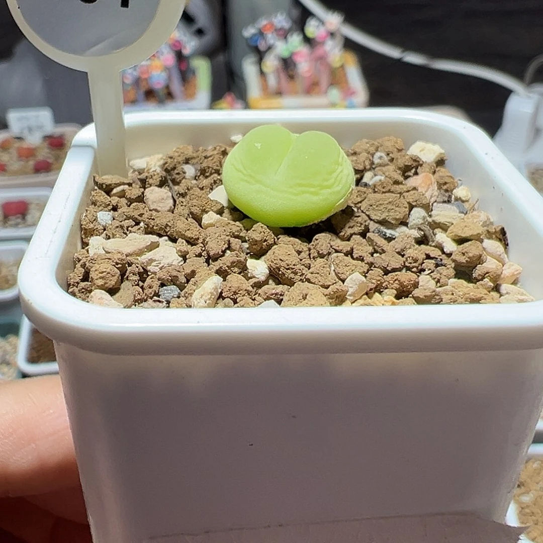 101号拉登4年半尺寸1.3
