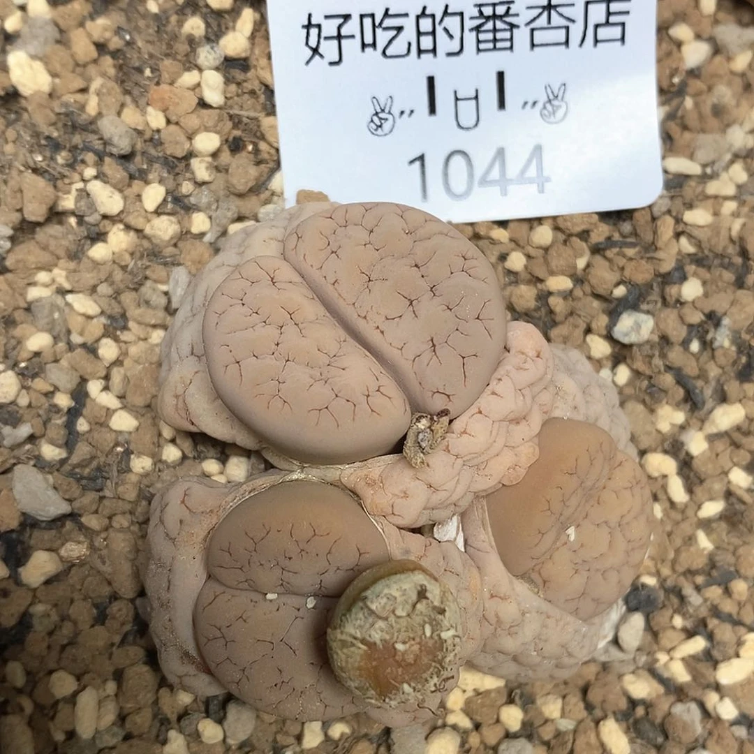 1044。零下拍保温。