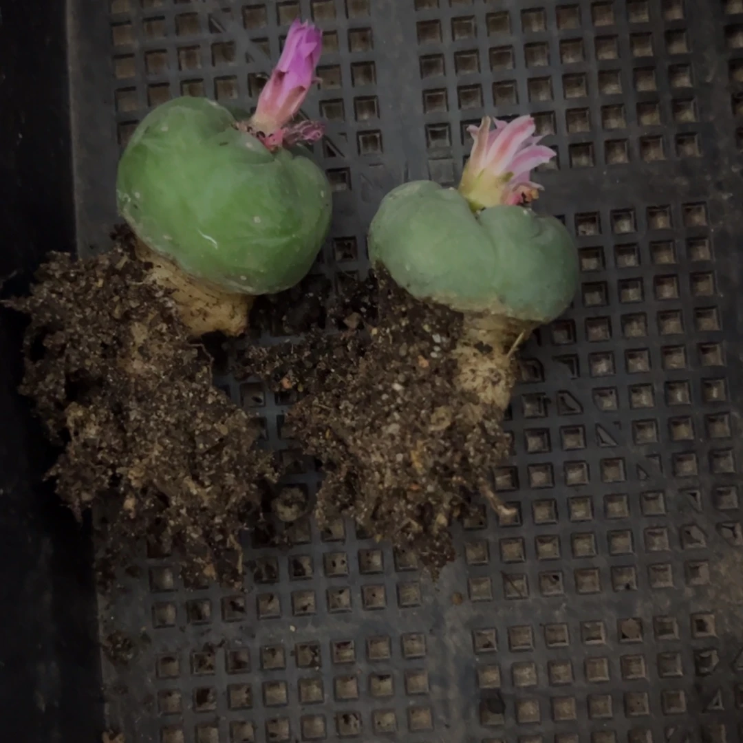 风**起草球两个一物一拍默认脱土发