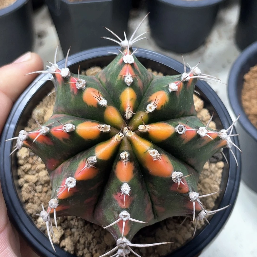 无花朵泰系实生根，规律棱背锦