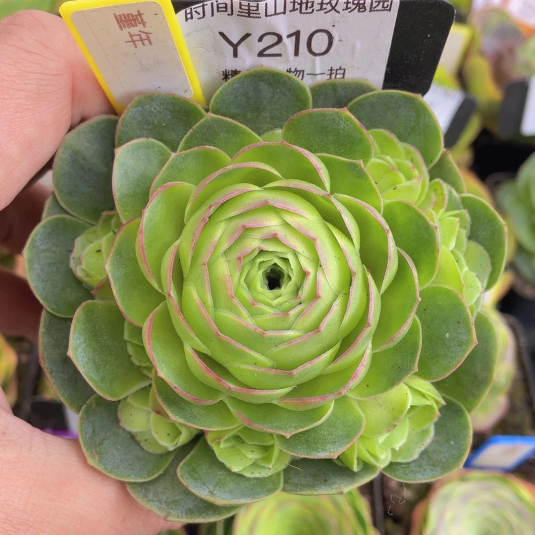 堇年福利210一物一拍