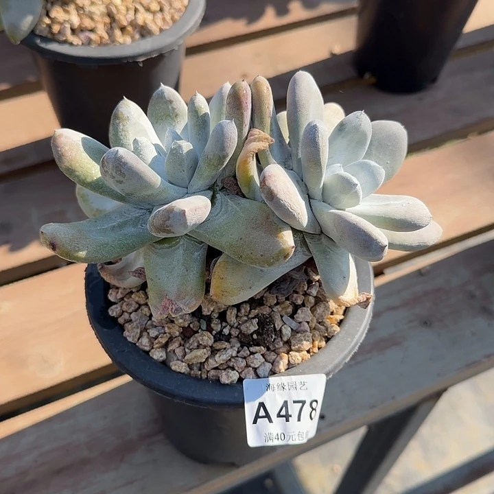 拇指仙女杯多肉植物