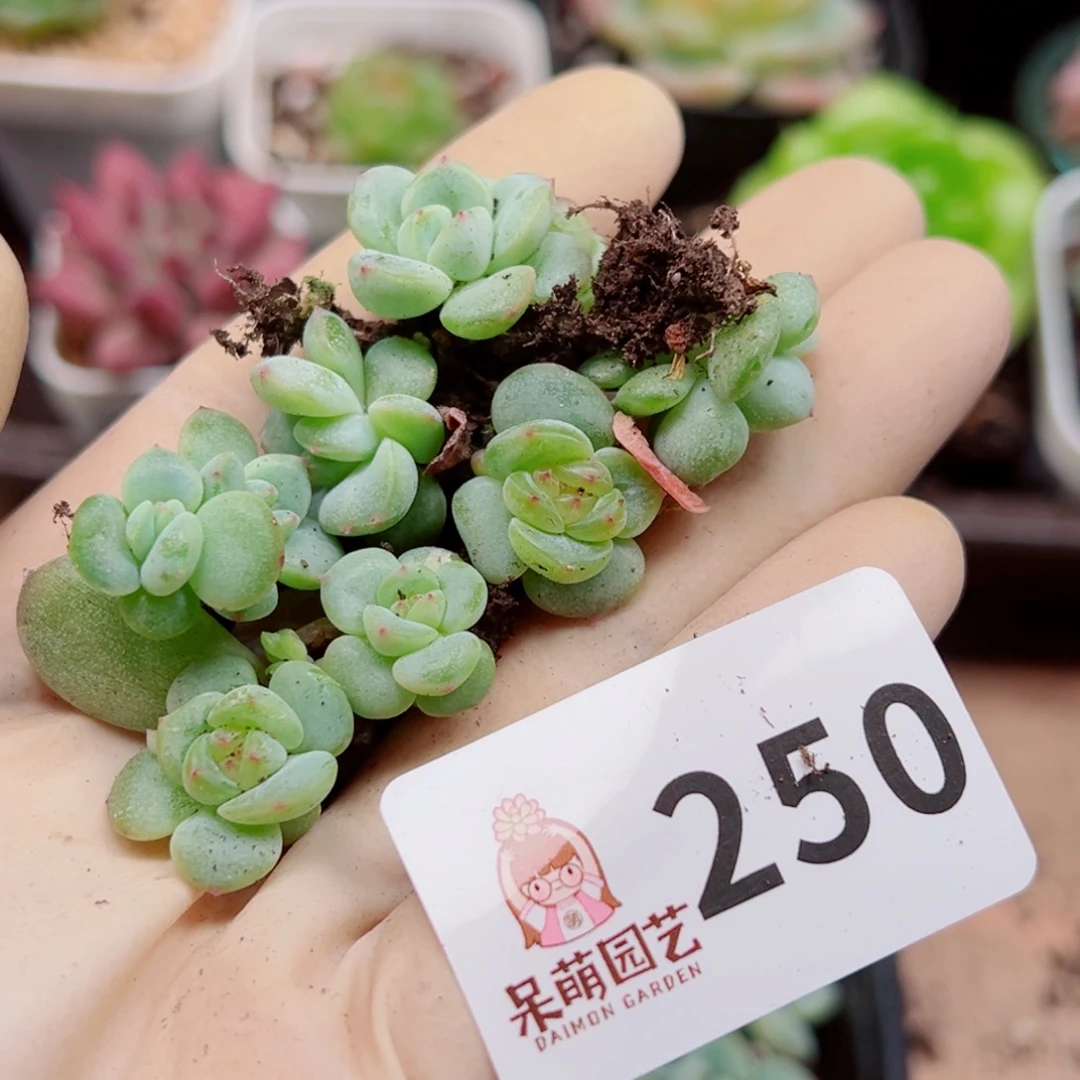 多肉植物多肉植物