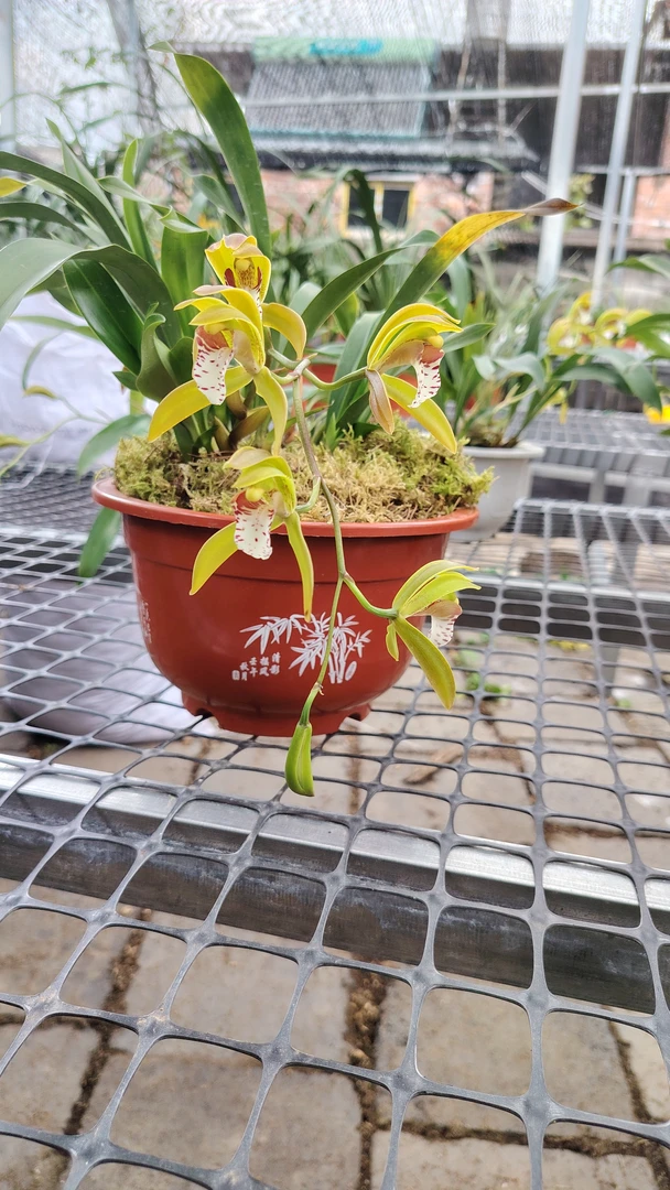 斑舌兰云南省原生资源种花香易栽好活的绿植