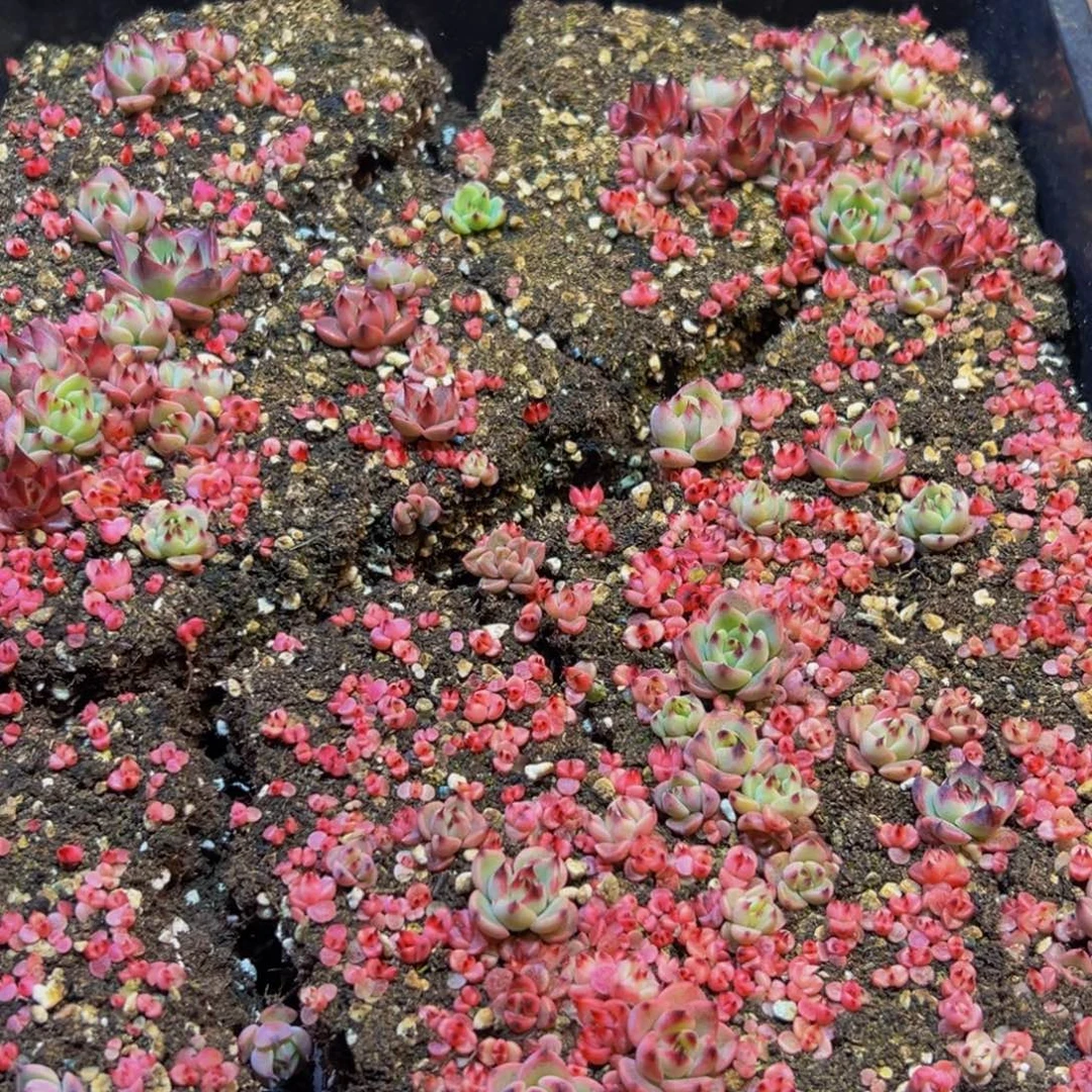 S***e454多肉葡萄的价格是