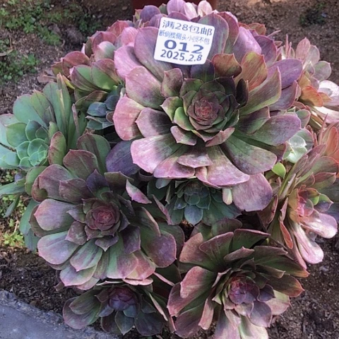 2.8-12花月夜多肉植物