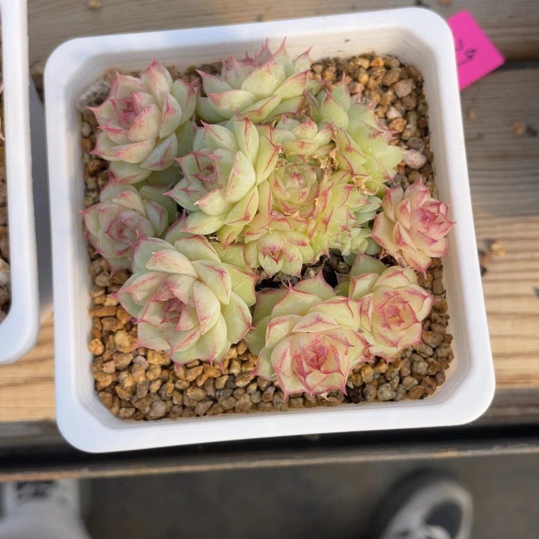 优选麦杆手捧花多肉1326