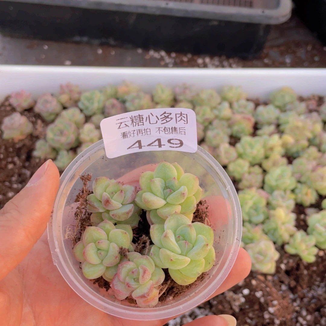 云糖心多肉植物449