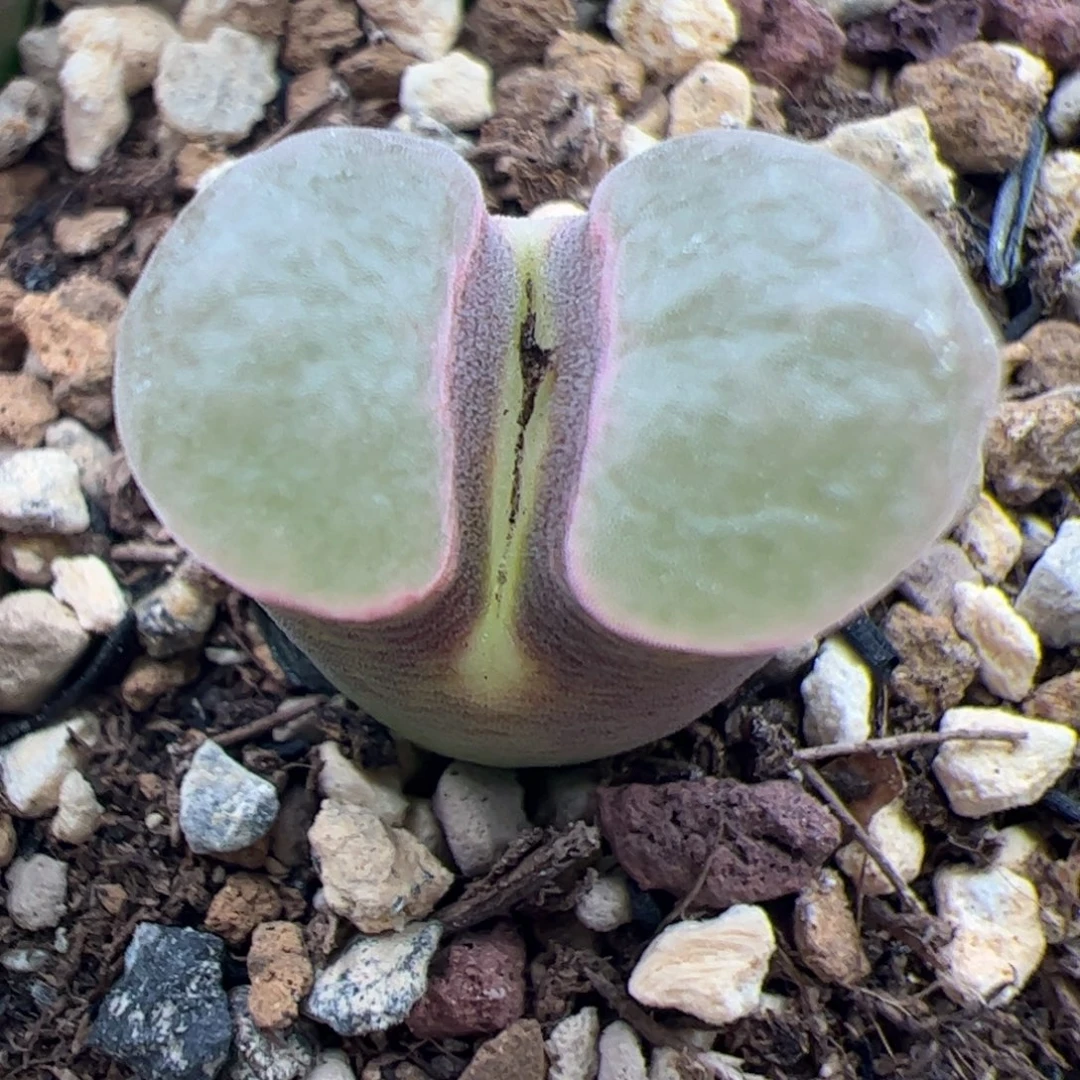 磁铁多肉植物多肉植物