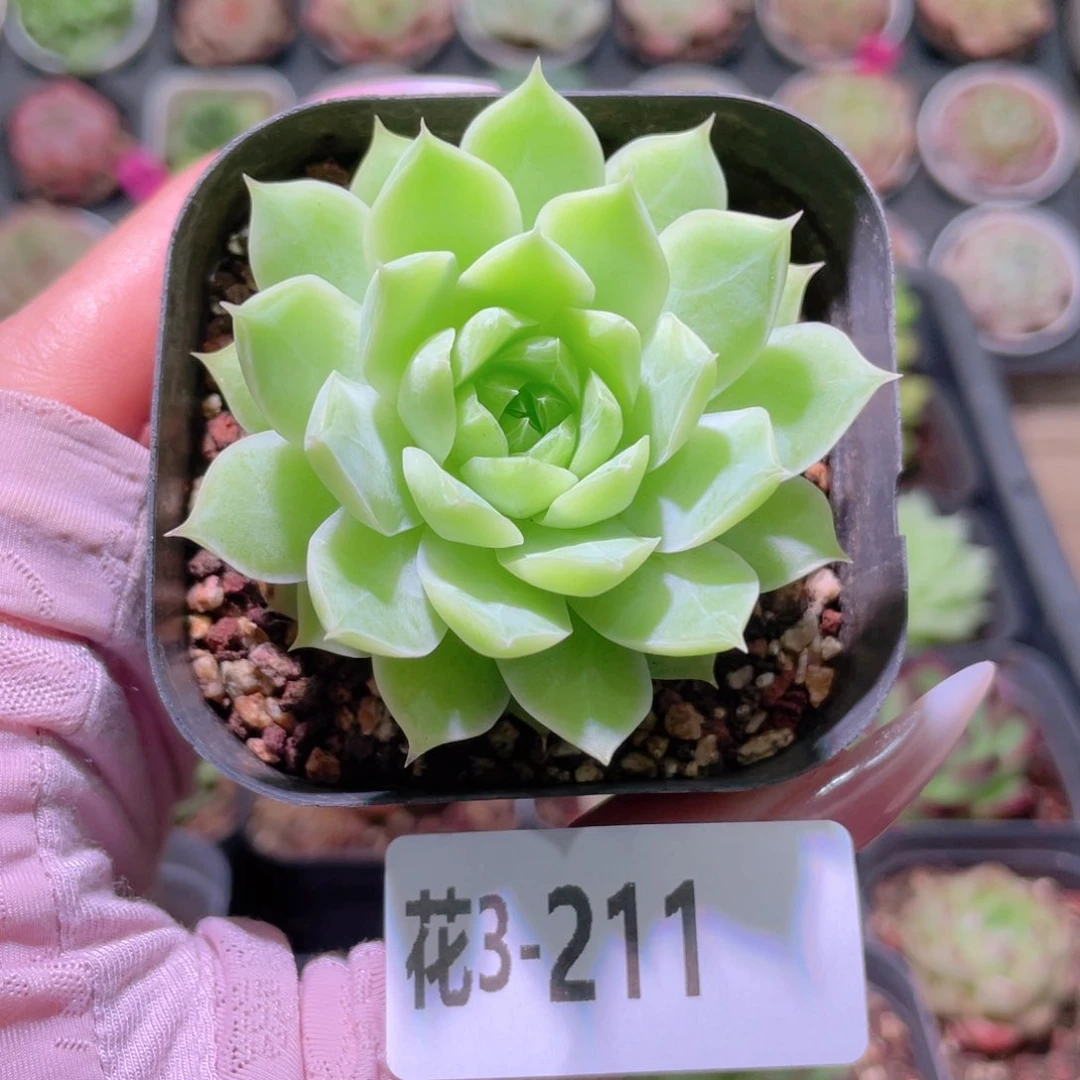 花利美3-211女王玫瑰