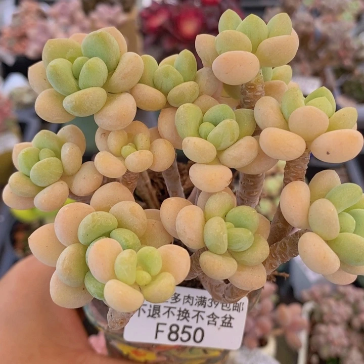 白奶糖老桩9cm850多肉植物