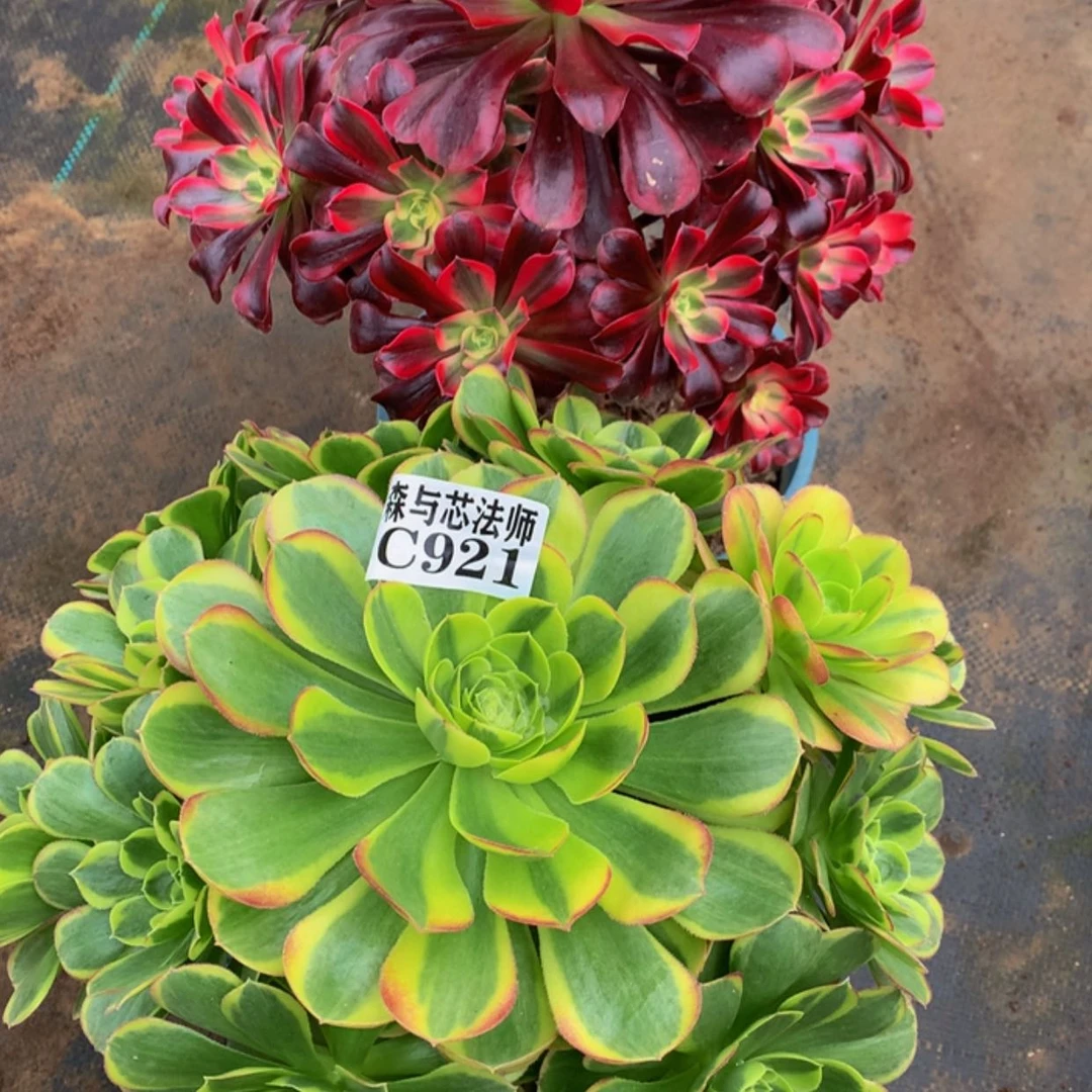 【闪购商品】923，921奶白，美杜莎