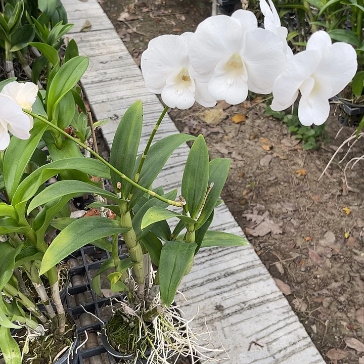 当前无花朵，栽培后可花朵白萨姆485