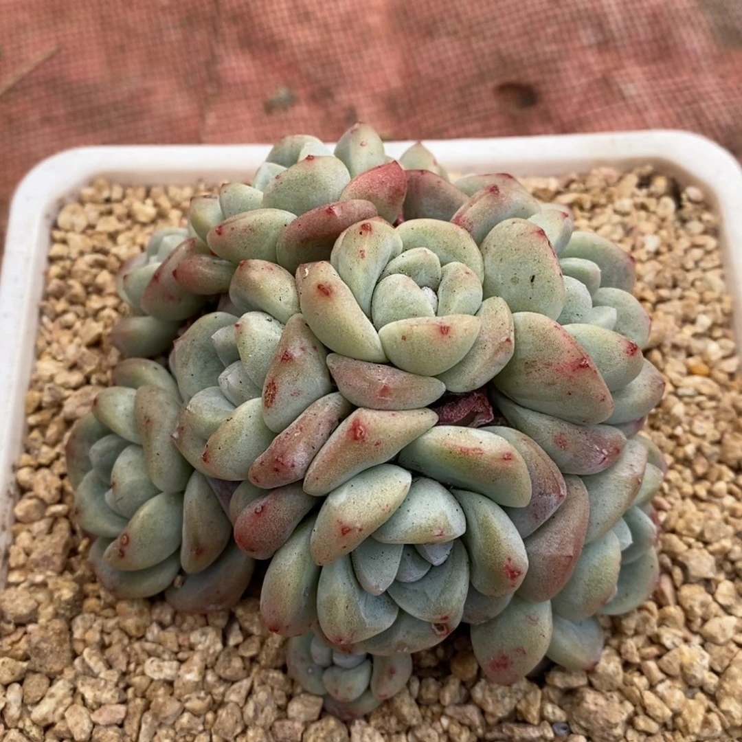 漂**?群生冰玉小朵朵，123456789