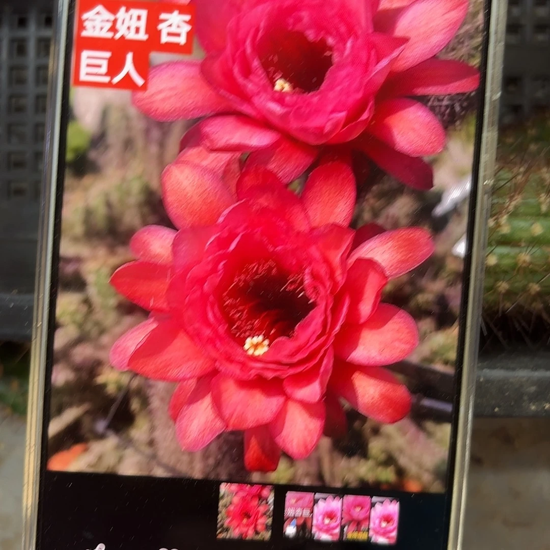 杏巨人金妞侧牙20包邮30