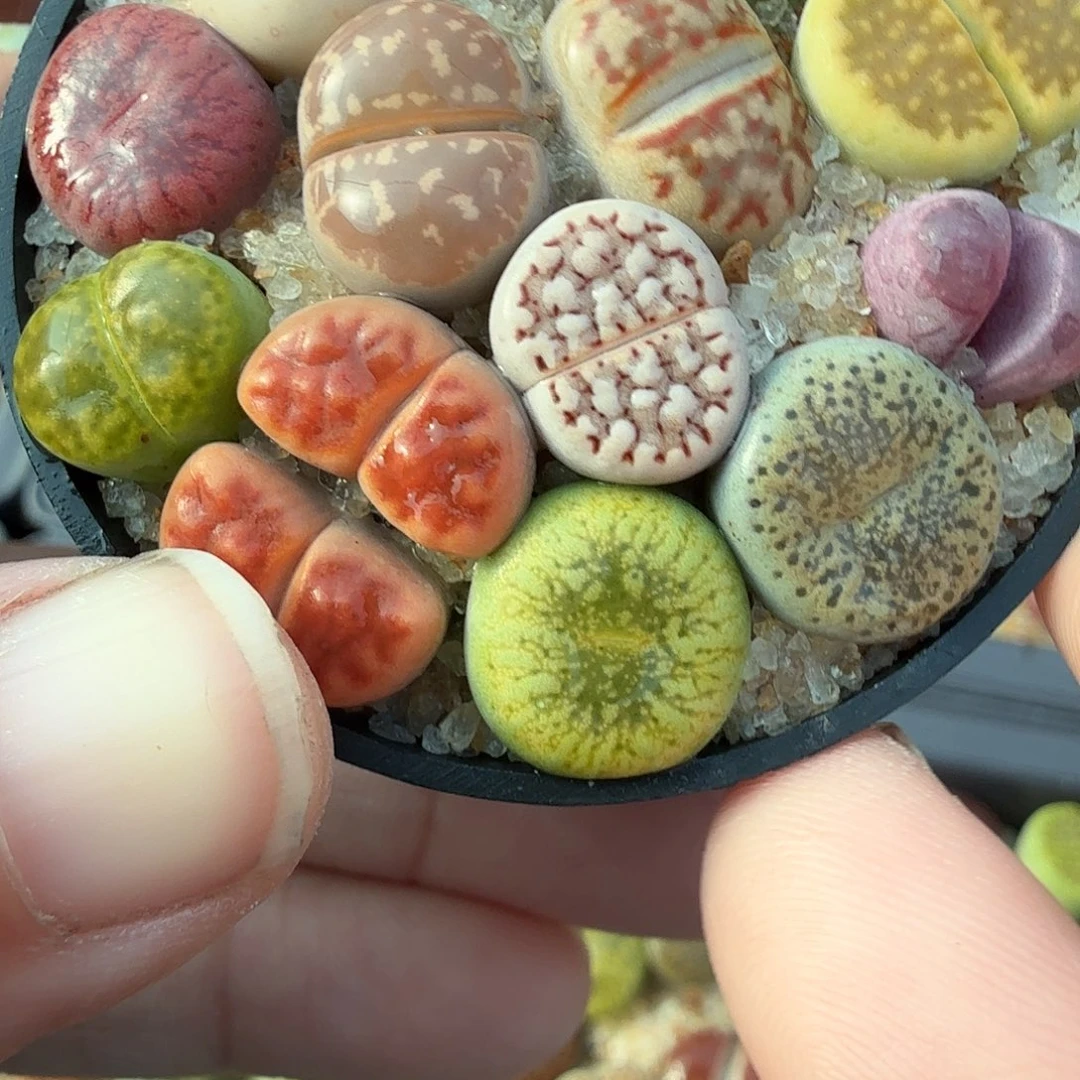 是不是很有必要这样呢083是