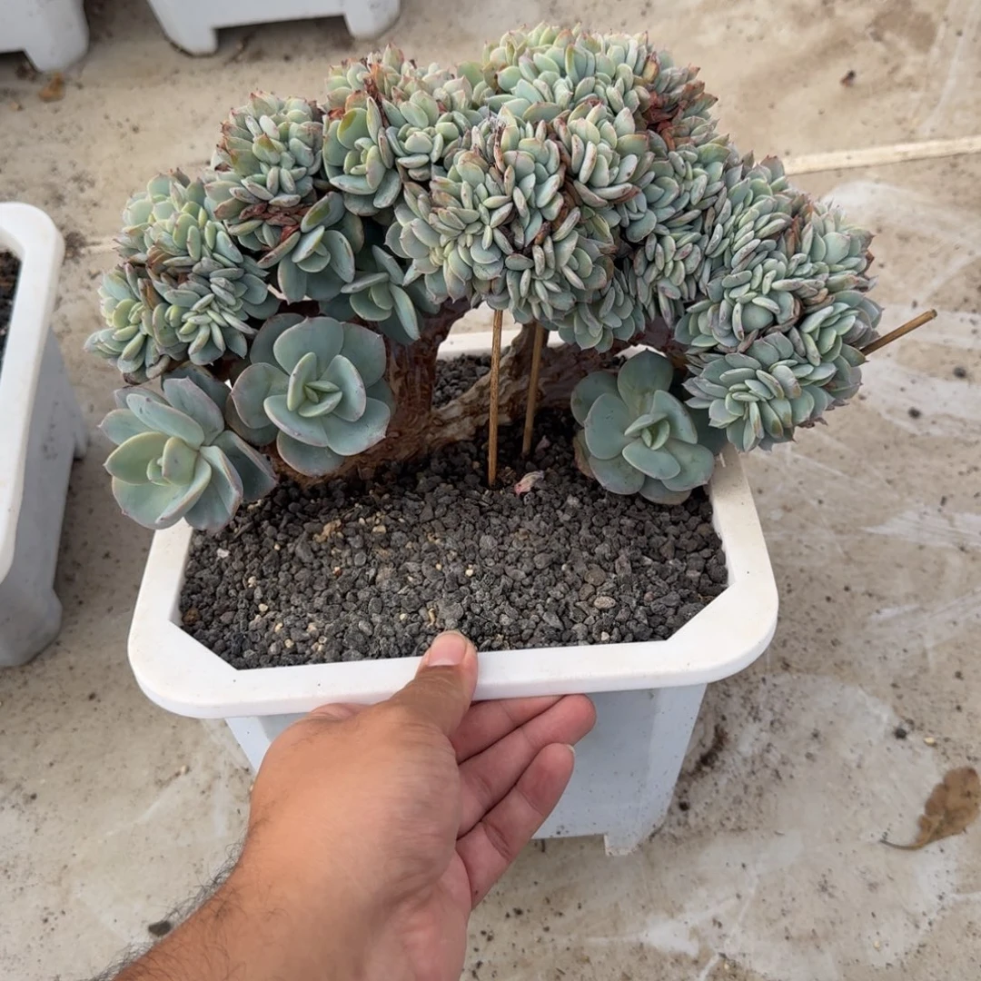 白凤 微瑕 一物一拍