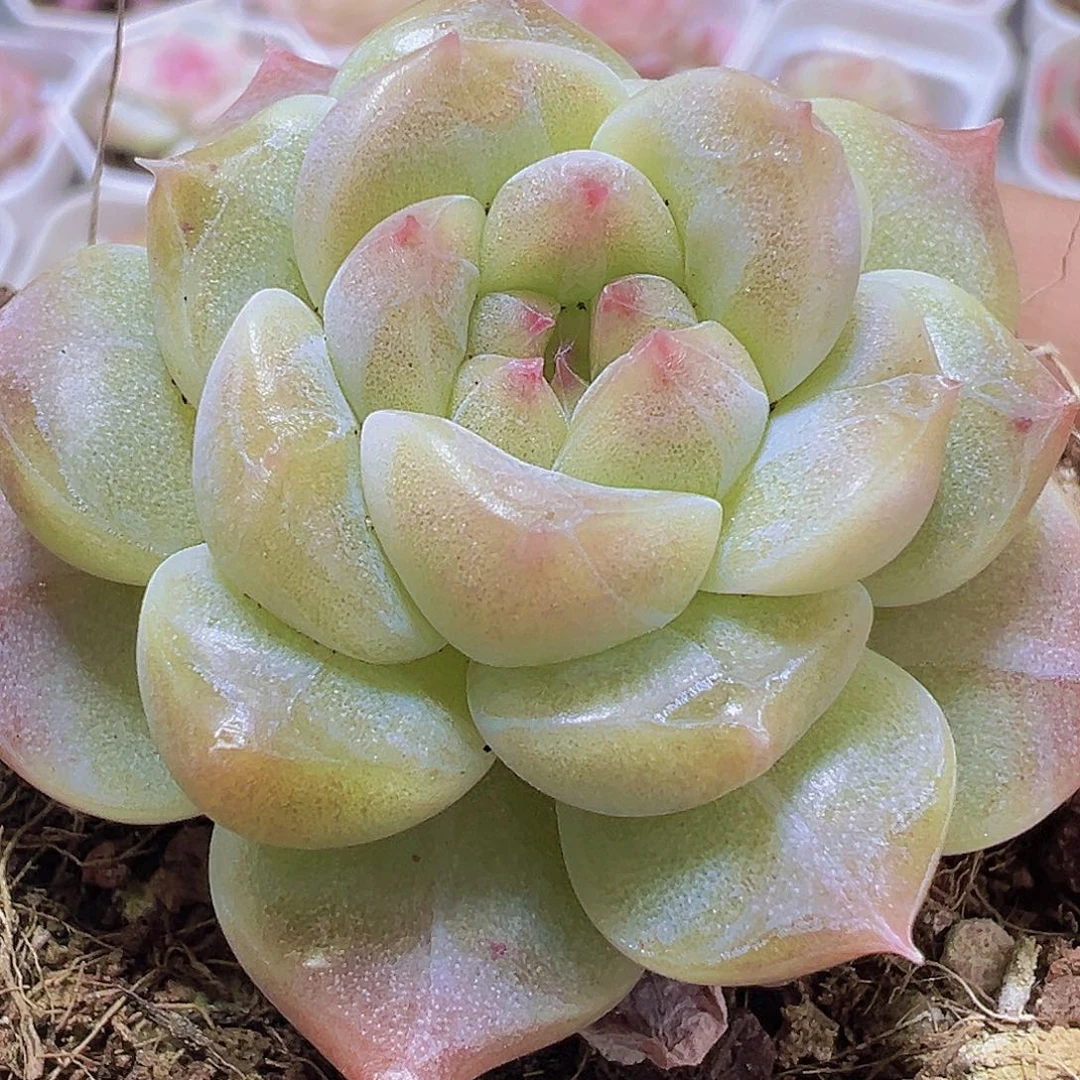 冰雪珍妮19包邮多肉植物