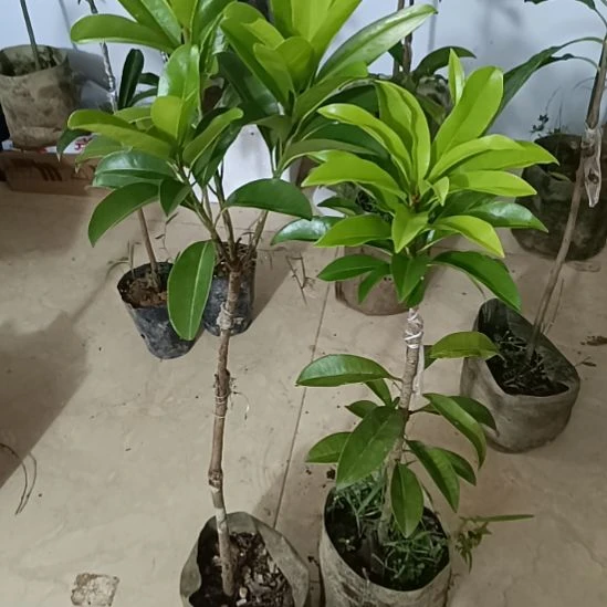 越南墨西哥人心果一物一拍原盆原土发货