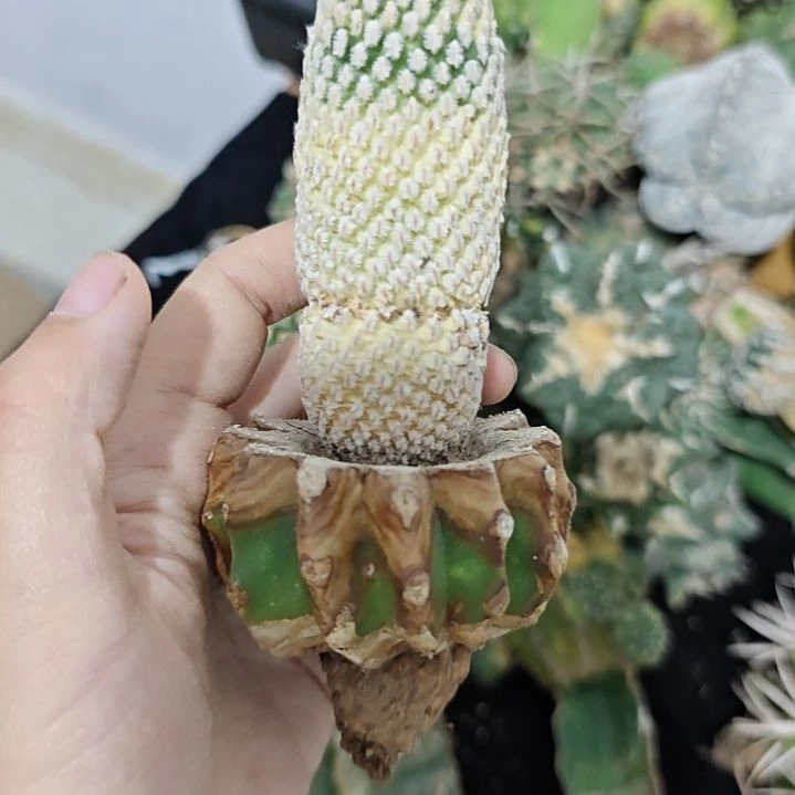 一物一拍，草球仙人球！