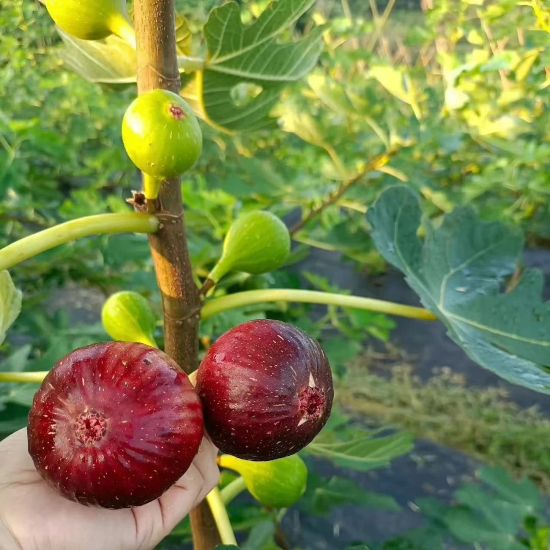 波姬红无花果树苗南方北方地栽庭院种植阳台盆栽树苗嫁接当年结果