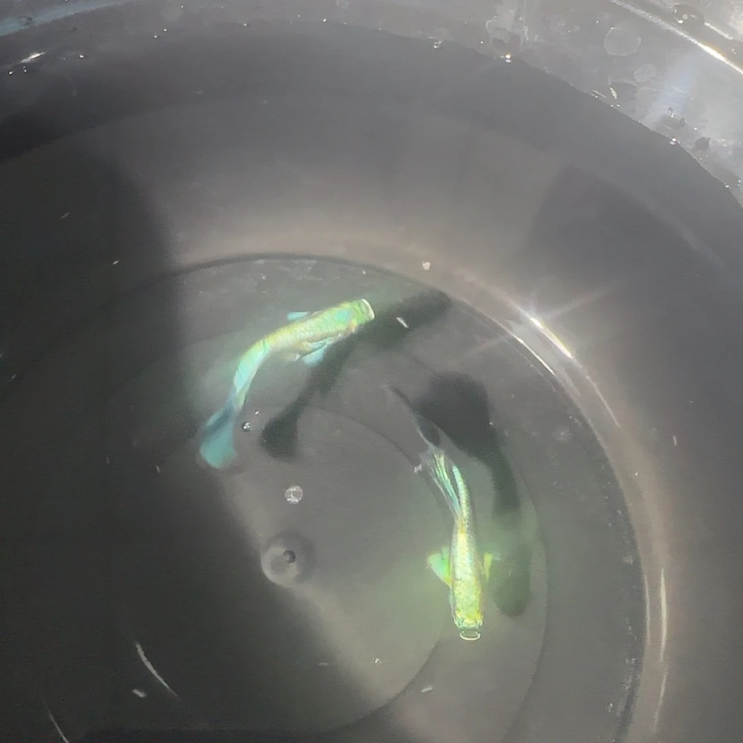 孔雀鱼关注主播可以竞拍
