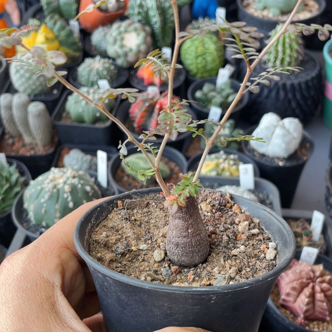 仙人球满28包邮盆口径5公分象足漆树