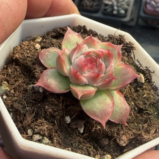 46虾饺多肉植物多