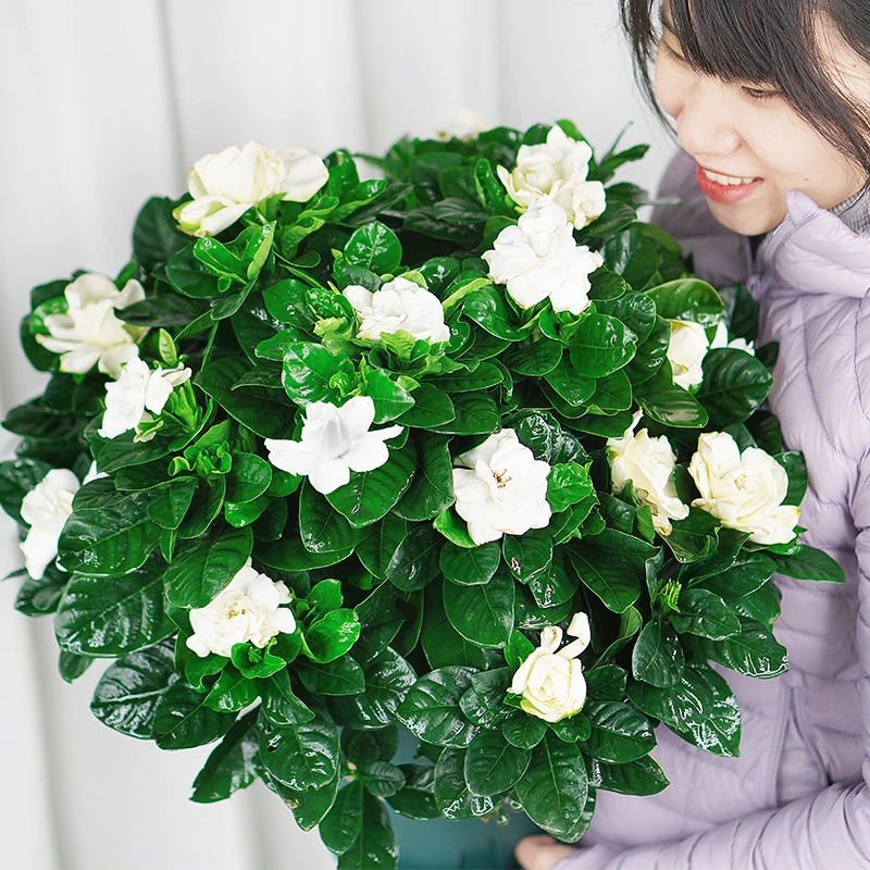 香水牡丹栀子花盆栽植物带花苞办公室内阳台开花卉好养浓香型树苗