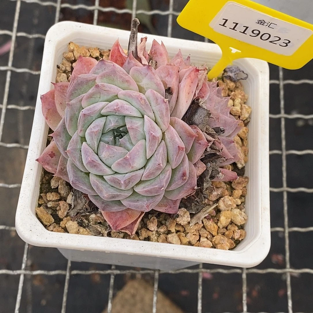 1119023波塞冬，多肉