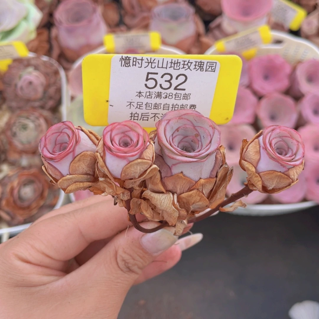 山地玫瑰532满38包邮裸根发货