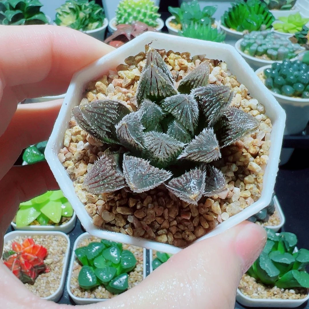 直播间，狼蛛，4.8，666