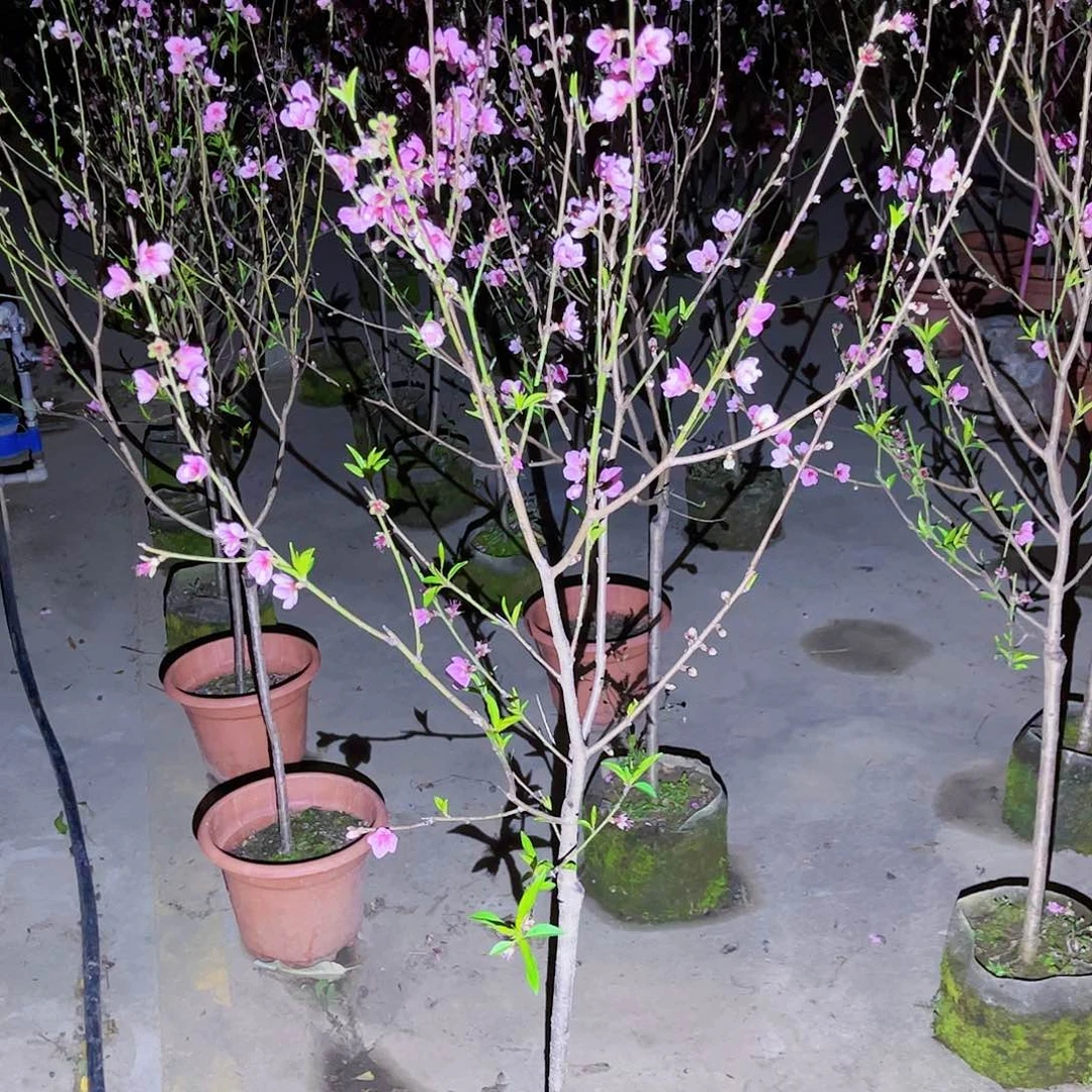 云*果苗。果苗。果苗6666