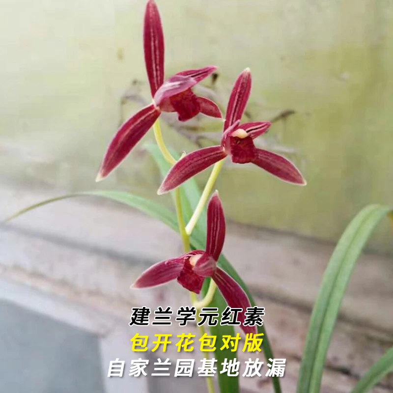 兰花直播建兰【学元红素】花卉绿植盆栽兰草四季香花卉批发阳台盆景