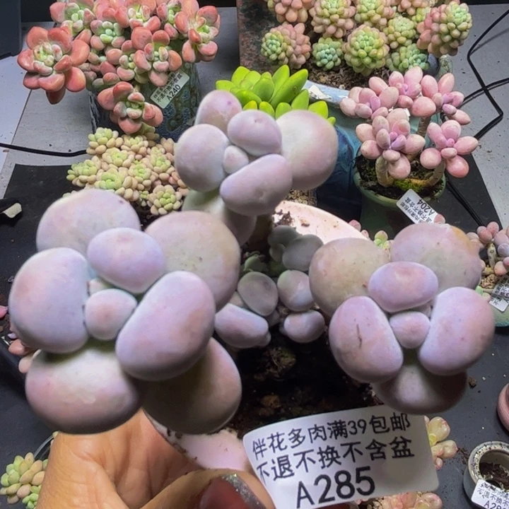 芭比奶酪285/8cm多肉