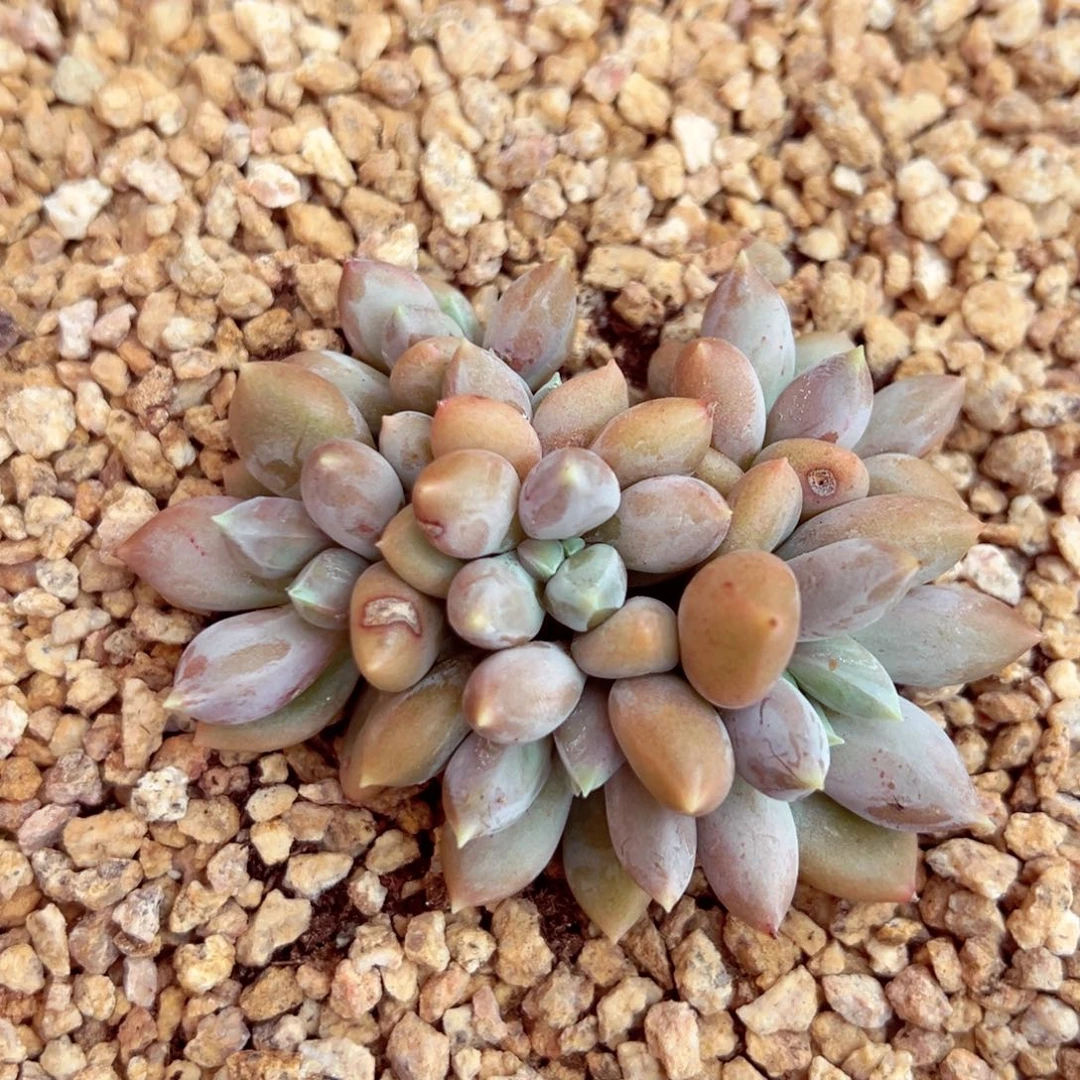 8***4彩体哥特先寄养的