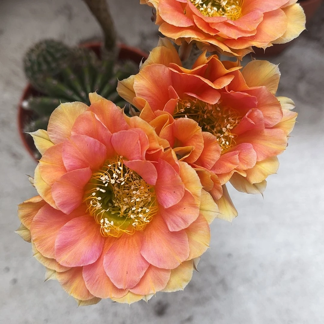 金刚橙色有干皮6公分左右