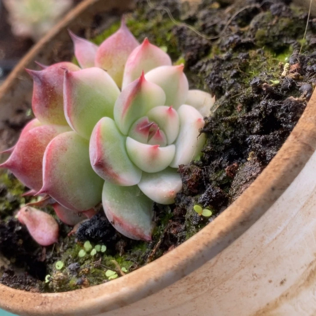 141锦锦锦锦锦锦锦锦