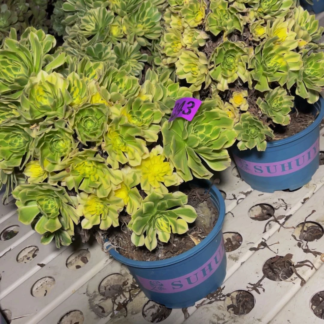 两盆法师7/49包邮