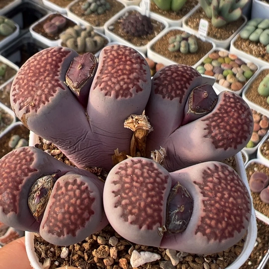 43多肉植物百科植物