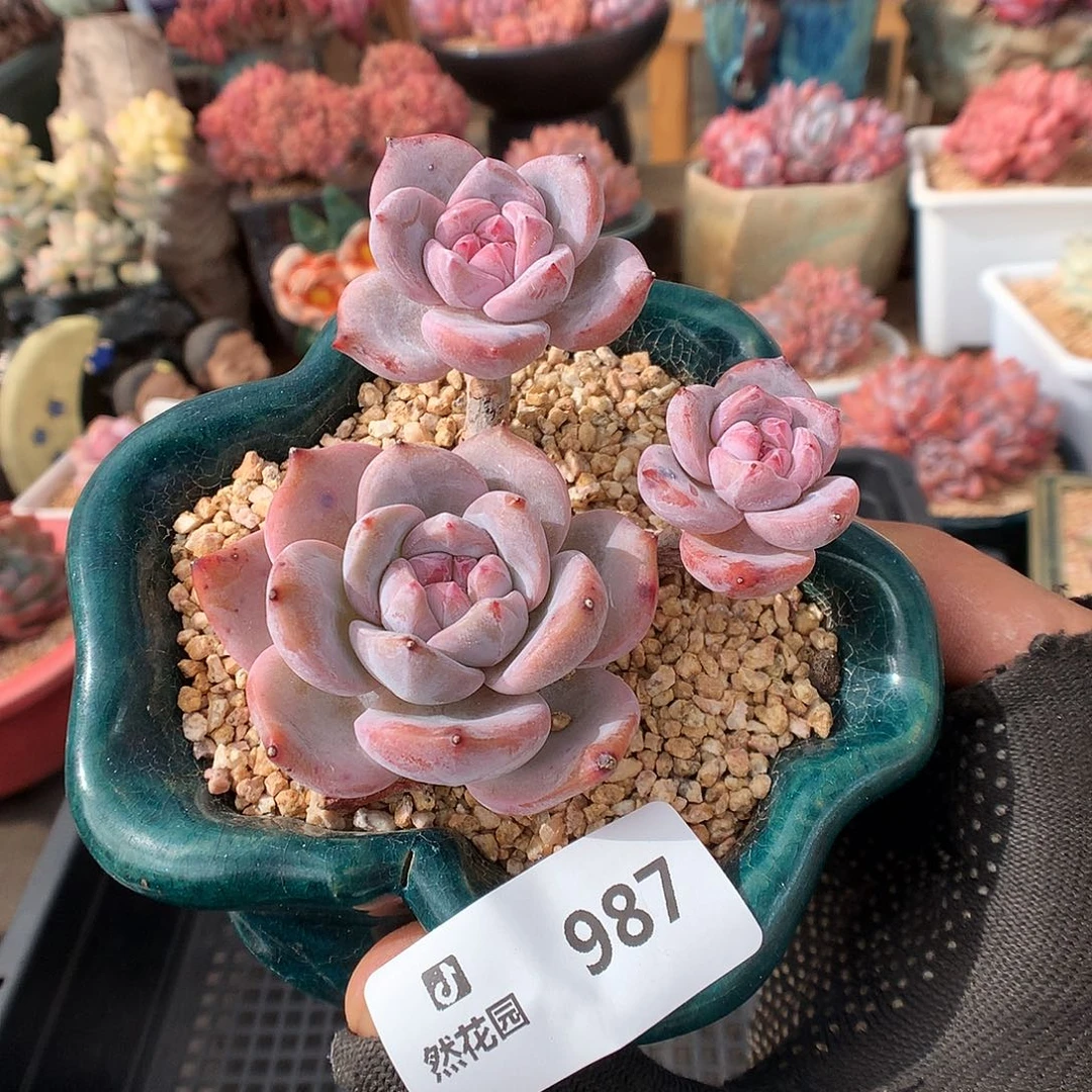 987星影多肉植物666