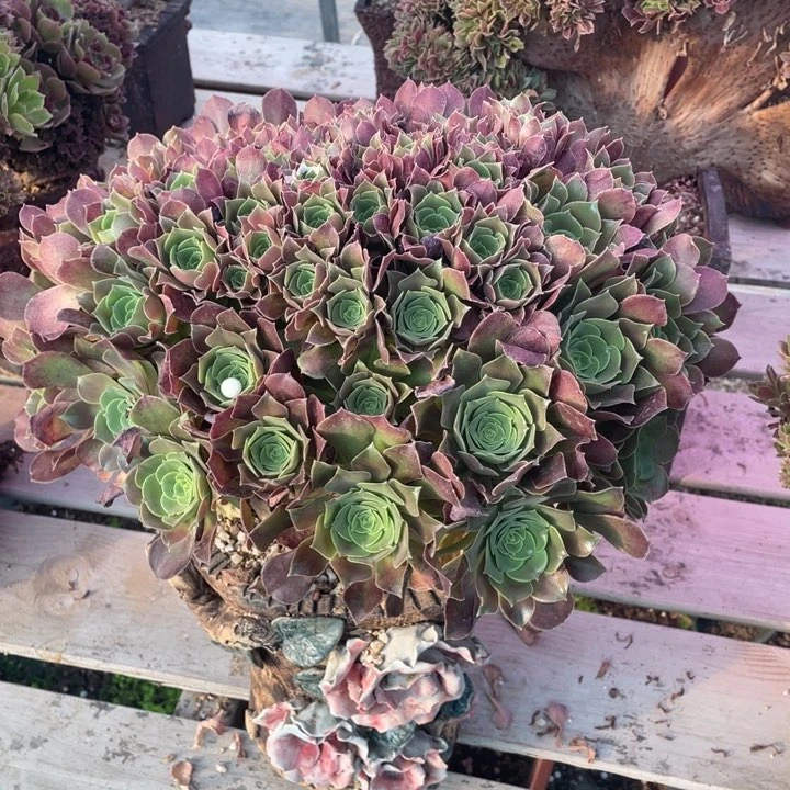 多肉多吃蔬菜的好处哦笑起来