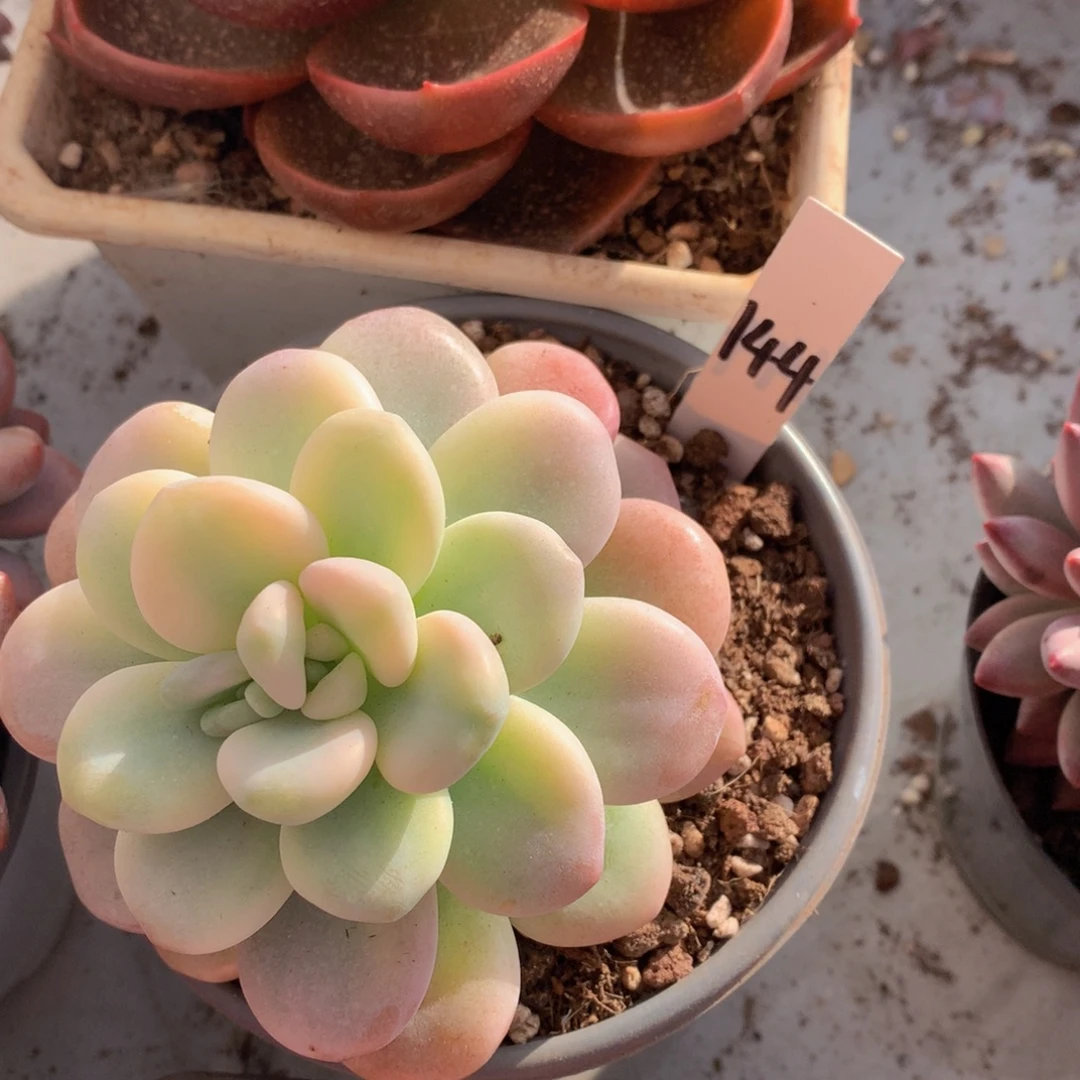 跌破血迹五62737737272