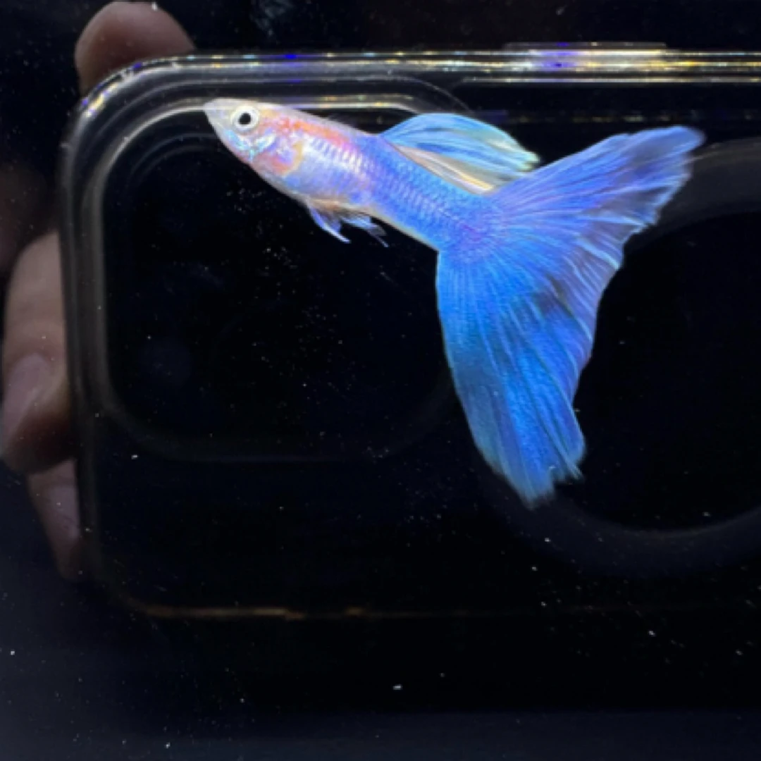 极光彩虹黄化天空蓝种水族孔雀热带鱼淡水孔雀鱼热带观赏鱼