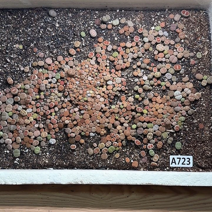 A723 生石花整箱脱土发货