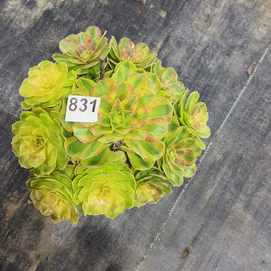 右***豆831雨河冠服25公分以上