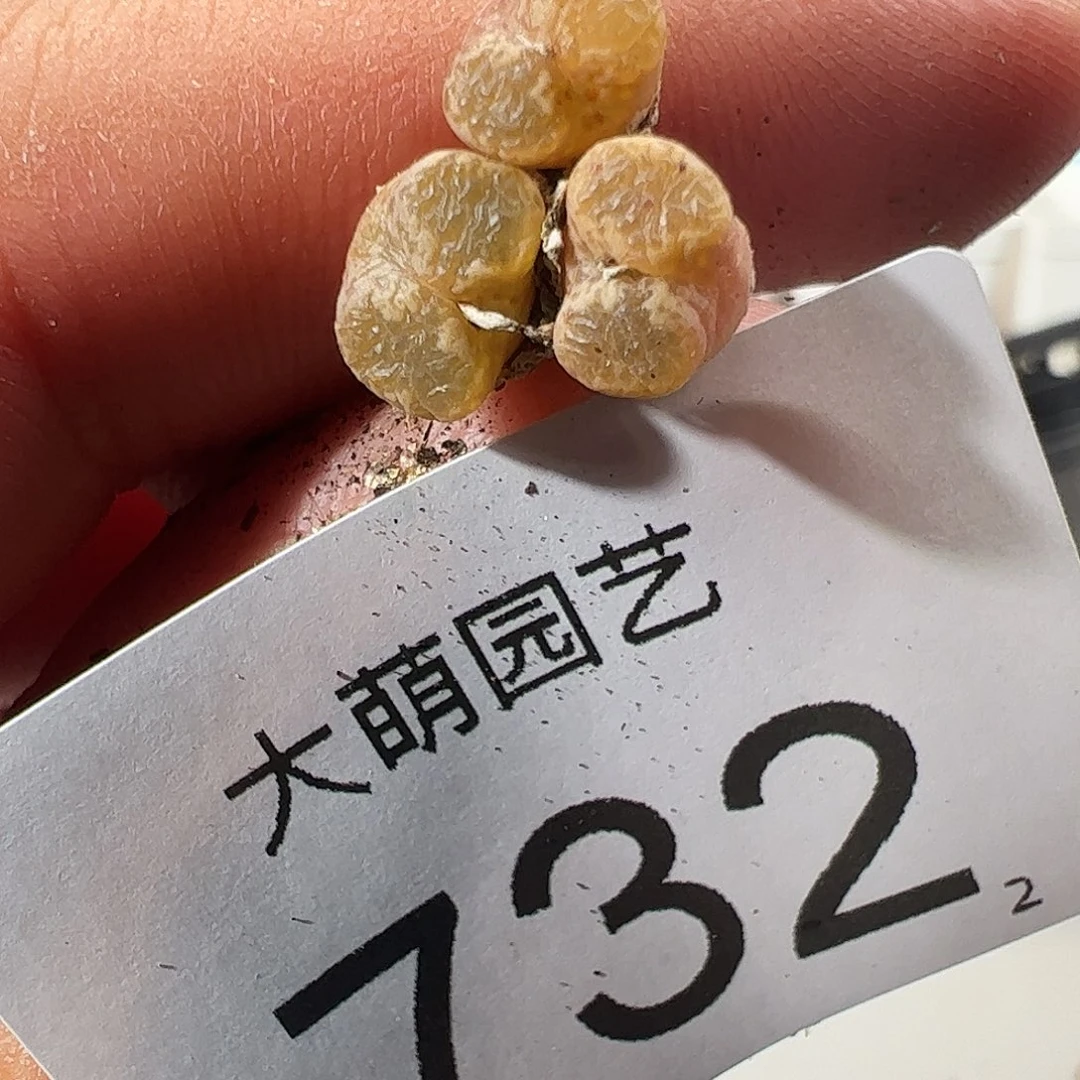 0000732 一物一拍……