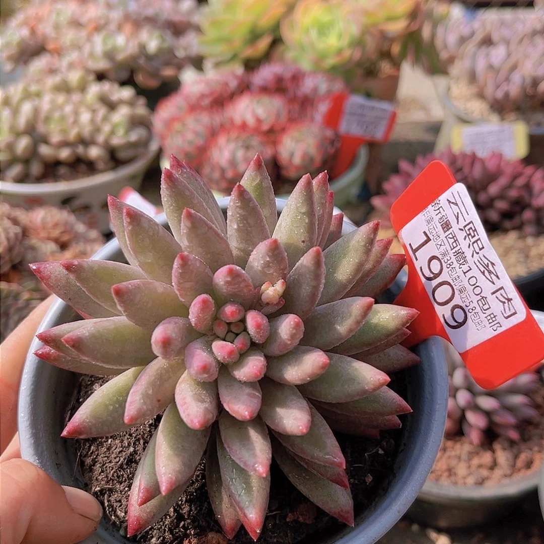 1909叠叶虞美人。